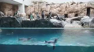 【10分動画】休館日のフンボルトペンギンたち