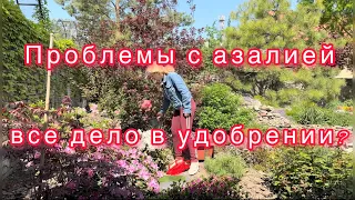 Причиной болезни азалии может быть удобрение !🌱ищу и решаю проблему🧪