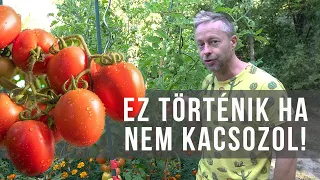 Ezért kell kacsozni a paradicsomot!!