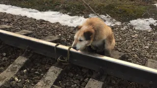 Поезд мчался прямо на пса ,но он не мог сдвинутся с места ,что случилось дальше потрясло многих