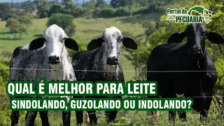 Qual é melhor para leite Sindolando, Guzolando ou Indolando?