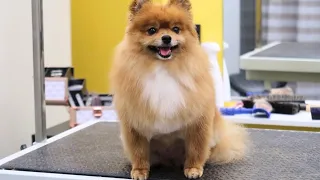 Pomeranian Milli kävi pohjavillapesussa ja turkin muotoonleikkauksessa ✨✂️😍