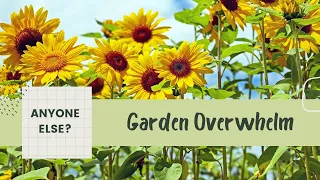 Sunflowers & Stress! Lets Chat- Real Life Garden Talk