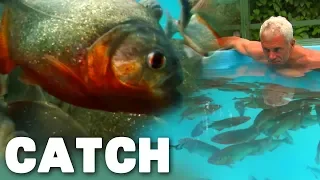 What Really Happens If You Swim With Piranhas | River Monsters | Catch