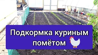 Подкормка куриным пометом