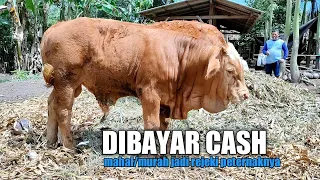 DI BAYAR CASH ‼️ BIARLAH HARGA JADI REJEKI PETERNAKNYA