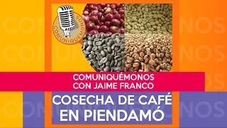 COSECHA DE CAFÉ EN PIENDAMÓ