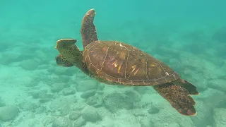 Snorkeling avec une tortue des Galapagos !