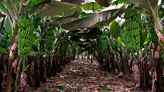 Caracteristicas de la Producción de Banano Criollo - TvAgro por Juan Gonzalo Angel