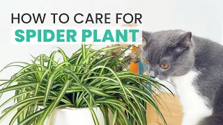 BEST TIPS | HOW TO CARE FOR SPIDER PLANT