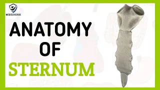 STERNUM BONE ANATOMY | CHEST BONE |SIMPLIFIED HUMAN ANATOMY