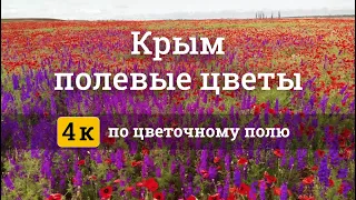 Полевые цветы в Крыму