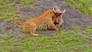 Suffocating Warthog Invites Leopard Into Home