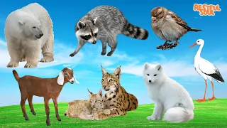 Cute Little Animals: Raccoon, Bird, Bear, Goat, Fox, Stork, Lynx - Animal Sounds