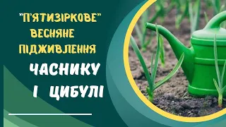 Чим підживити часник і цибулю навесні для гарного врожаю.