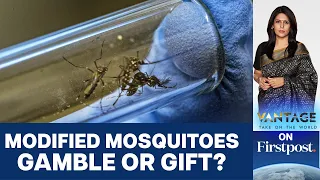 Djibouti Unleashes Controversial Genetically Modified Mosquitoes | Vantage with Palki Sharma
