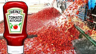 How TOMATO KETCHUP  Is made in factories🥵🍅| Tomato Harvesting With Modern Technology