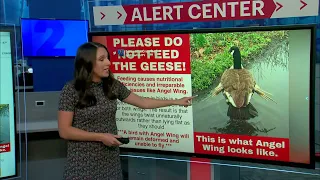 “Don’t feed the geese.” Giving bread to geese could cause health problems