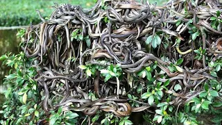 इस ISLAND से दूर रहो ! Most Dangerous Snake Island On The Planet | Deadliest Brazil Island | Snakes