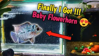 Finnally Flowerhorn ka baby bhi aagya 😍 | new baby Flowerhorn added 🔥