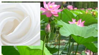 Lotus Silk is one of the Most expensive silk in the world|How to make Lotus Silk threads#viral