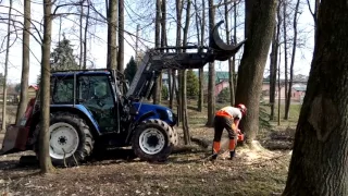 Felling a tree chainsaw Stihl MS 460, New Holland tractor