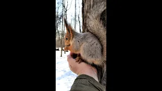 Белка приползла и села на ладонь / The squirrel crawled and sat on the palm of his hand