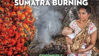 Sumatra Burning: The heart of palm oil (PART 2)