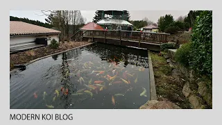 Modern Koi Blog #5253 - Andres gut besetzter 110.000 Liter Teich im Freizeitpark Schwabenpark