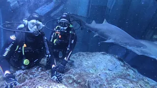 Diving with Sand Tiger Sharks in Dubai Mall - Multiple Close Encounters