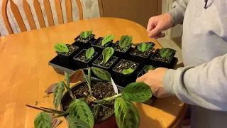 The best way to propagate prayer plants (Maranta leuconeura)