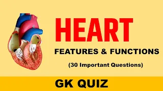 The Human Heart - 30 Questions Quiz