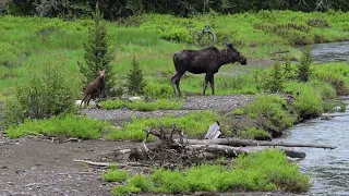 Zoomie alert! Watch a Yellowstone moose mama and calf along Soda Butte Creek