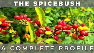 The Spicebush - A Complete Profile