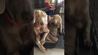 How Many Weimaraners In a Crate?!?!?