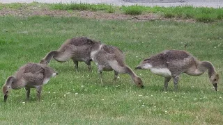 DEM: Driver hits family of geese, kills 3 goslings