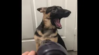 Try Not To Laugh with Funniest & Cutest GSD That Will Change Your Mood For Good 😍 part 3