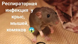 Респираторная инфекция у крыс, мышей, хомяков🐭🐭🐭Ринит, бронхит, пневмония. Как диагностировать?