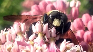 Creating Pollinator Habitat