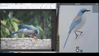 Bird Illustration Walkthrough