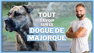 Le Dogue de Majorque : Race de chien !