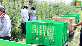 В хозяйствах Магарамкентского района продолжается сбор плодовых культур