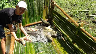 Amazing Fishing | Building Unique Easy Fish Trap System, Catch a lot of fish from the small stream