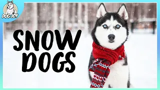 The Ultimate Guide to Best Dog Breeds for Snowy Terrains