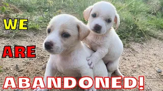 Two dogs lost their mother abandoned in the middle of the forest, searching for food in the landfill