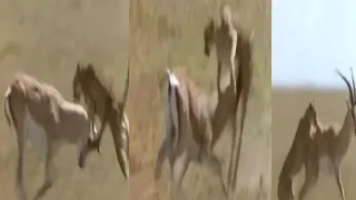 Triumph Of The Herbivores | Prey Escape Predator | Life is Mammals # Leopard Vs Deer || Tug of war