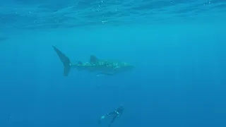 צלילה חופשית עם כריש לוויתן אוגוסט 2020