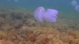 Черноморские медузы (подводная съемка)