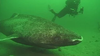 Arctic Marine Life Course (Greenland sharks)