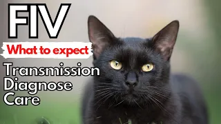 FIV in the Cat.  Dr. Dan covers transmission, diagnosis and care.